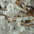 Люстра Loft IT Fairytree 10066/1500 GB, количество ламп - 15, площадь освещения - 30 кв.м Люстра Loft IT Fairytree 10066/1500 GB, раздел каталога Стеклянные люстры интернет-магазина Ночи Нет